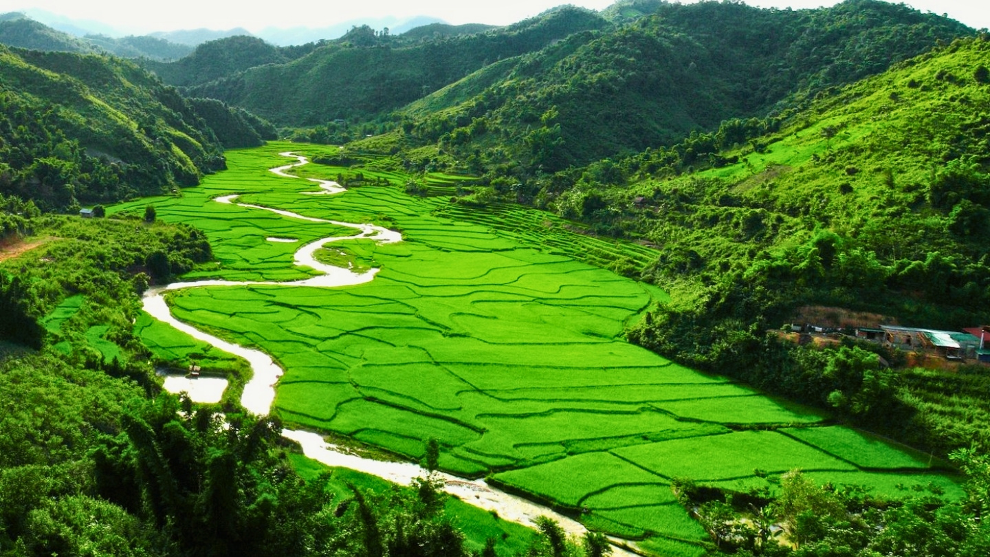 La beauté des rizières luxuriantes de la vallée de Luang Namtha