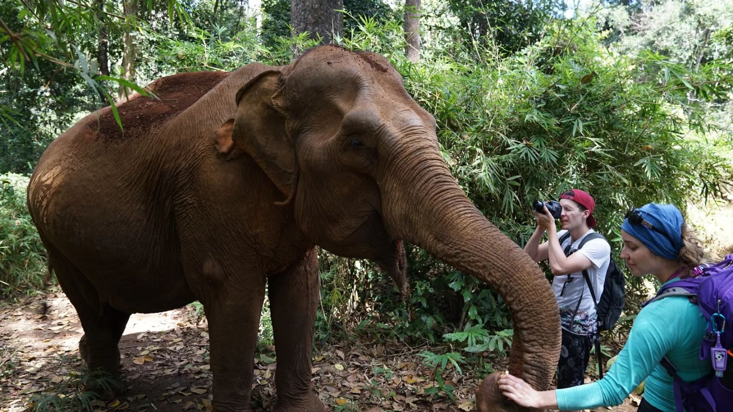 Elephant Valley Project à Mondulkiri