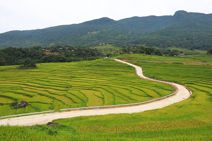 Rizière en terrasses à Pu Luong