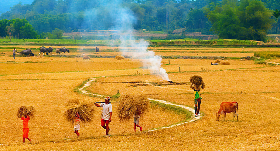 Récolte du riz au Vietnam en octobre