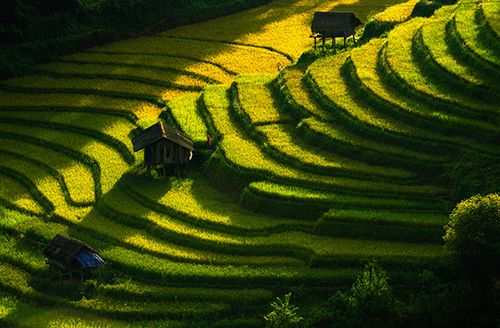 Tú Lệ - Mù Cang Chải (Petit-déjeuner, Déjeuner, Dîner)
