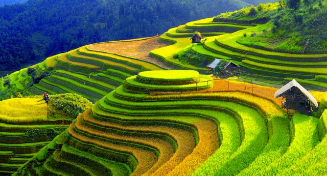 Rizières Mâm Xôi La Pán Tẩn - Yen Bai