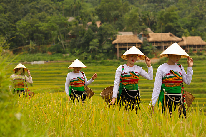 Rizière en terraces à Pu Luong