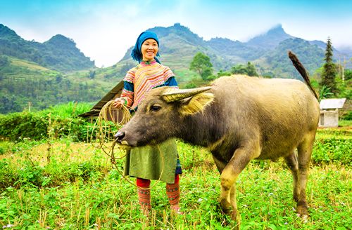 Hanoi - Lào Cai - Bắc Hà - Village De Bản Phố (Pd ; Dîner)