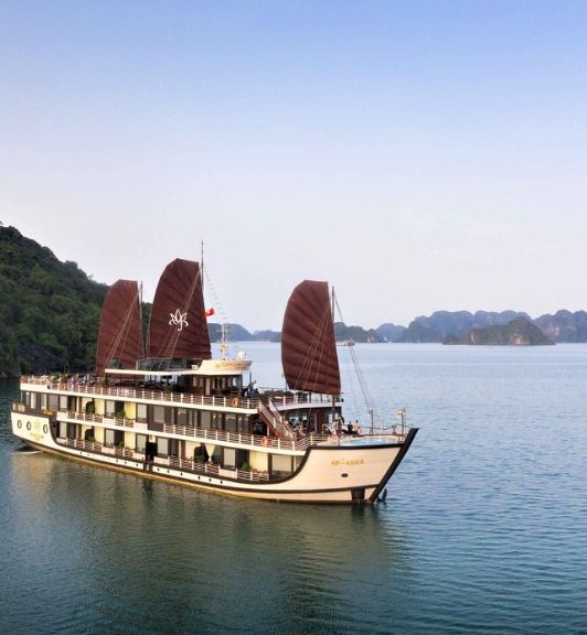 Jonque Orchid Trendy À La Baie DHalong