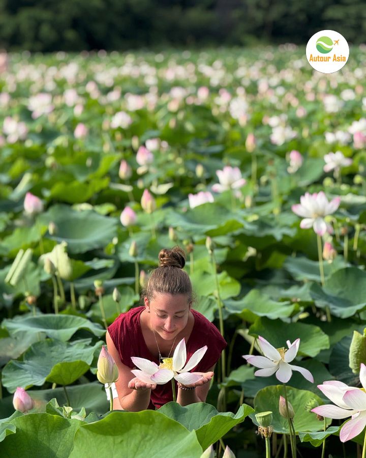 Saison de floraison des lotus à Ninh Binh