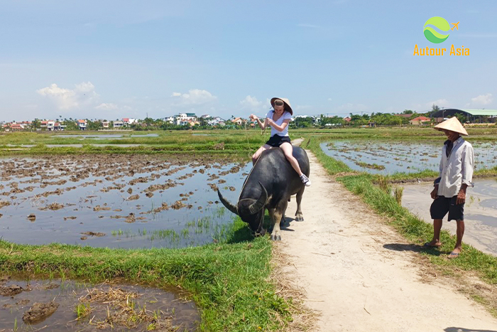 L'équitation de buffles à Hoi An Vietnam
