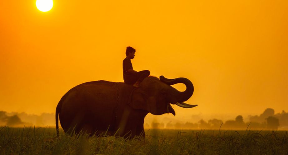 Léléphant au Cambodge