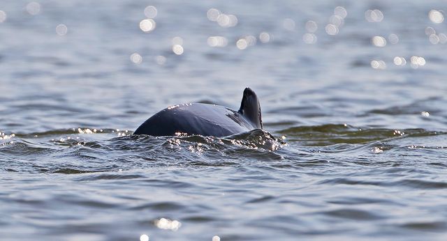 Dauphins de lIrrawaddy à Kratie