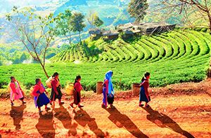 Chiang Rai – Doi Tung – Mae Sai – Chiang Saen – Chiang Rai (Pd)