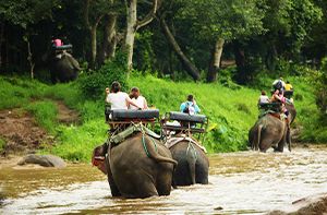 Chiang Mai – Sanctuaire De La Jungle Des éléphants (Pd ; Déj) Transfert Partagé