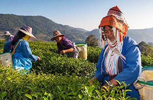 Chiang Saen – Thaton – Chiang Mai (Pd)