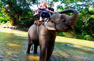 Chiang Mai – Sanctuaire De La Jungle Des éléphants (Pd; Déj)