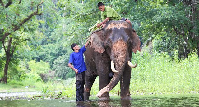 Sanctuaire de la jungle des éléphants Chiang Mai