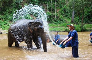 Chiang Mai – Elephant Jungle Sanctuary (Pd ; Déj) Transfert Partagé