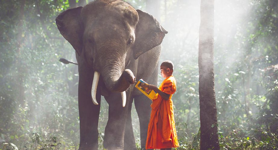 Un Moine et léléphant en Thaïlande
