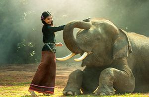 Chiang Mai – Sanctuaire De La Jungle Des éléphants (Pd ; Déj) Transfert Partagé