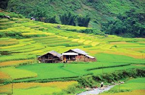 Sapa - Suối Hồ - Má Tra - Lù Khấu - Tả Phìn (Pd ; Déj; Dîner)