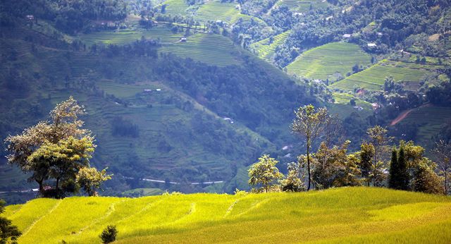Rizière en terrasses à Sapa