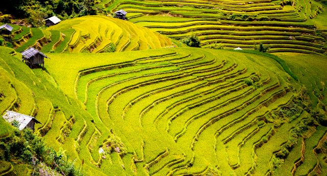 Rizière en terrasses à Sapa