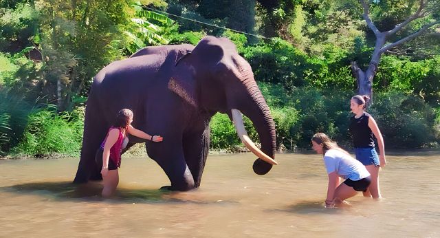 Balade à dos déléphant