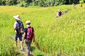 Mai Chau - Pu Luong (50km - 1h30 En Voiture) (Pd ; Déj)