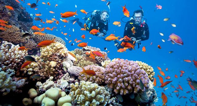 Plongée pour voir le corail à Phu Quoc