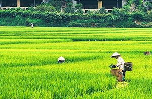 Hanoi - Mai Hich (Mai Chau) (160km - 3h30 En Voiture) (Pd ; Dîner)