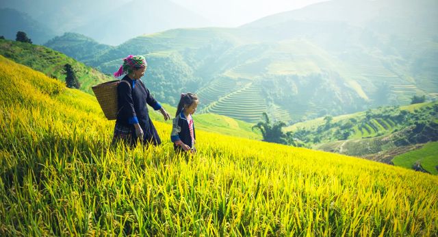 Rizière en terrasses à Sapa