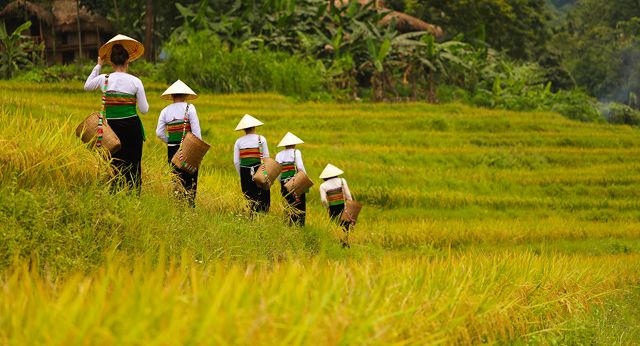 Pu Luong Réserve Naturelle du Vietnam