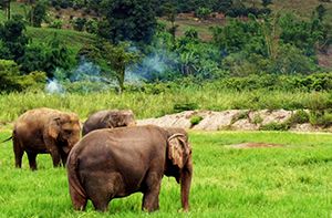 Ban Lung (Rattanakiri) - KNN Resort Mondulkiri (Chomka Tai Village, Krong Saen Monourom, Sen Monorom, Mondulkiri) (180km - 4h De Route) (Pd ; Déj)