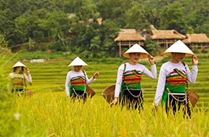 Hanoi - Mai Chau - Pu Luong (200km - 5h30 En Voiture) (Pd ; Déj ; Dîner)