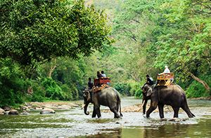 Chiang Mai – Elephant Jungle Sanctuary (Pd; Déj) Transfert Collectif