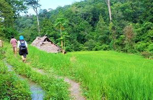 Arrivée à Chiang Mai – Randonnée à Mae Sapok (Pd; Déj)