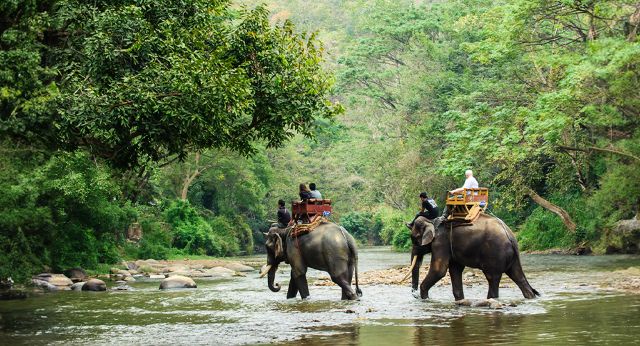 Sanctuaire de la jungle des éléphants Chiang Mai