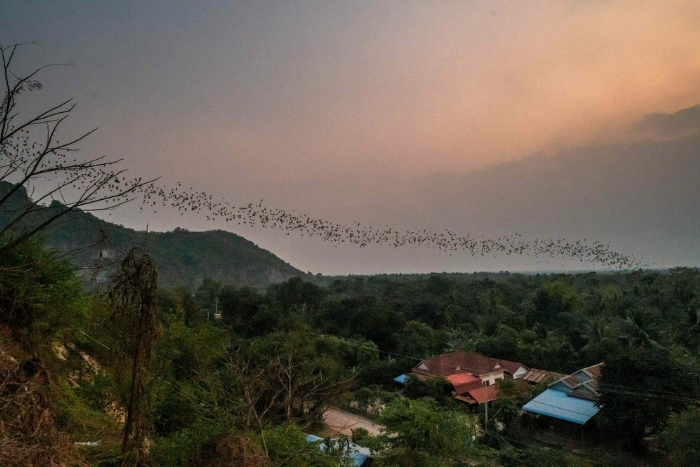 La visite des grottes peuplées de chauves-souris dans l'itinéraire de 15 jours au Cambodge