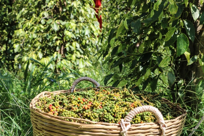 Que faire au Cambodge en 15 jours ? La visite d’une ferme de poivre nous a particulièrement plu