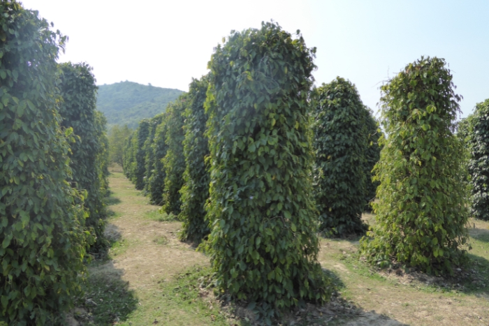 Plantation de poivre à Kampot parmi 14 jours au Cambodge