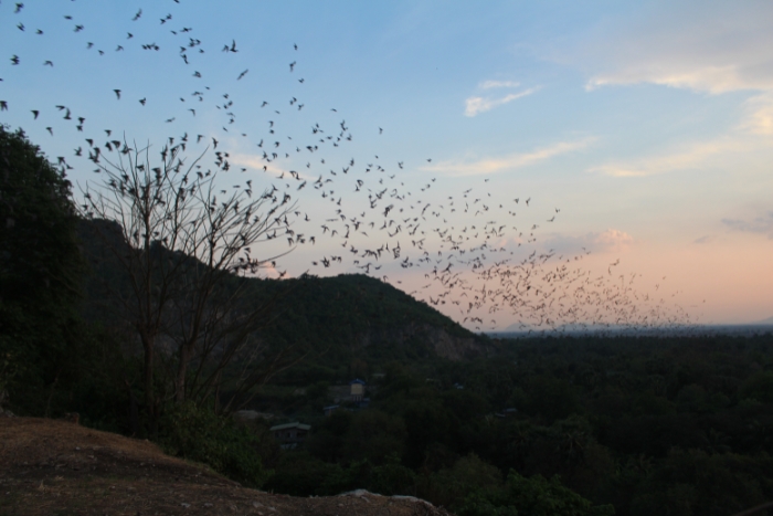 Itinéraire Cambodge 21 jours : envol spectaculaire de millions de chauves-souris au coucher du soleil