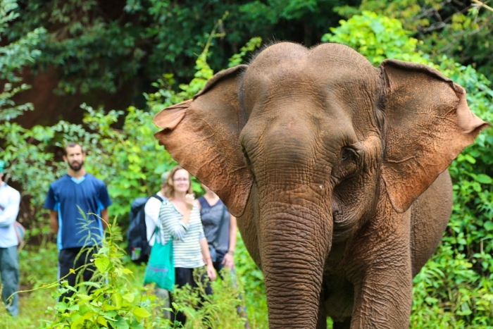 Une rencontre avec des éléphants vivant à Mondulkiri 