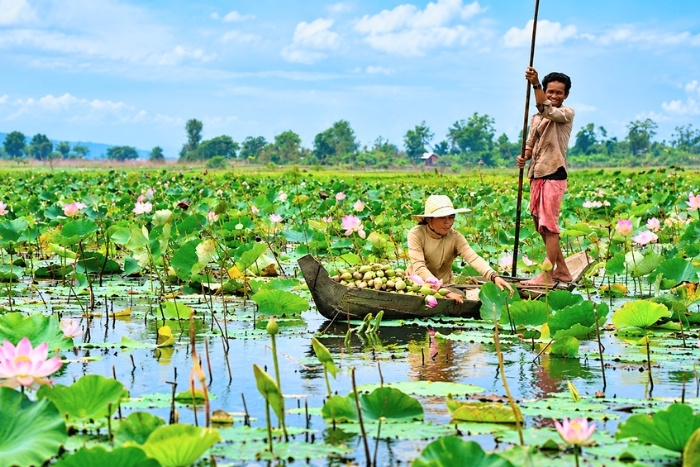 Une parenthèse paisible parmi les lotus de Siem Reap