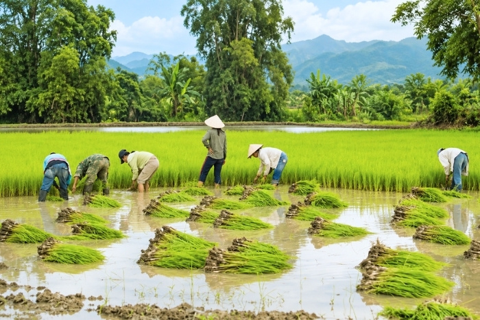 Expériences autour du riz dans la campagne cambodgienne