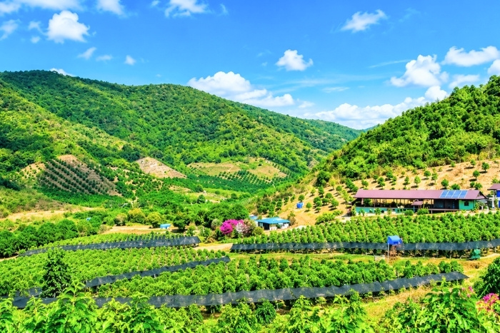 Dans l’écrin de verdure des plantations de poivre de Kampot