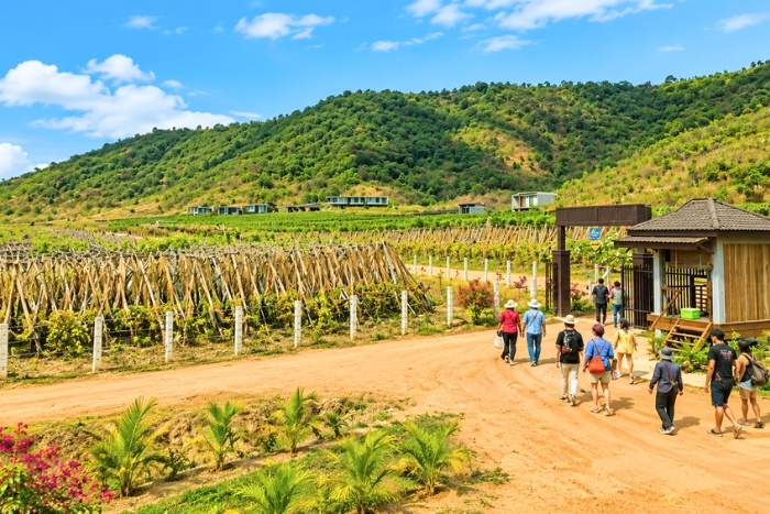 Activités agricoles au Cambodge entre poivriers et savoir-faire de Kampot