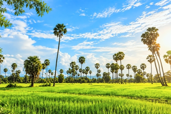 Le palmier à sucre, une silhouette emblématique de l’agrotourisme Cambodge