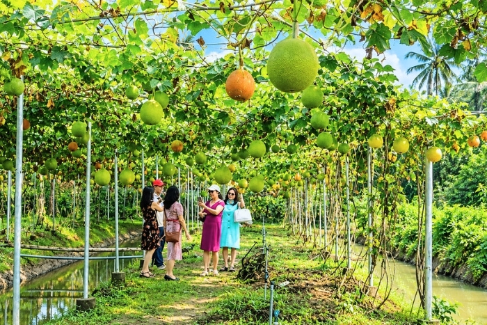 Cueillir des fruits au cœur des vergers cambodgiens
