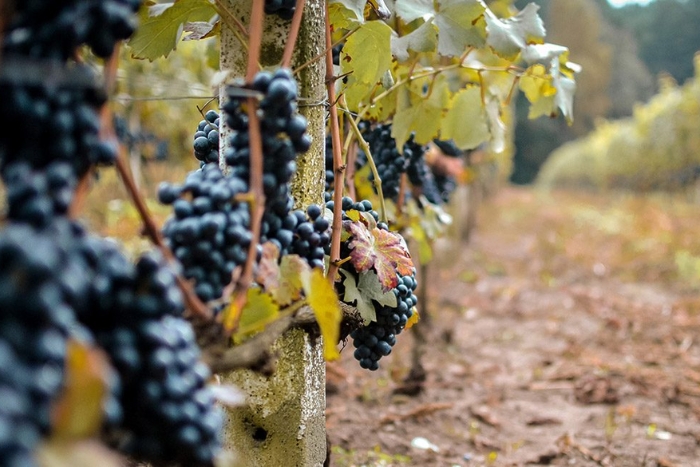 Vignoble de Prassat Banan, l’un des meilleurs choses à voir à Battambang