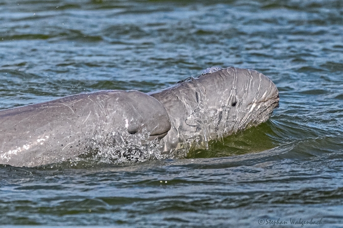 Que faire au Cambodge avec des enfants ? Observation des dauphins d'eau douce à Kratie