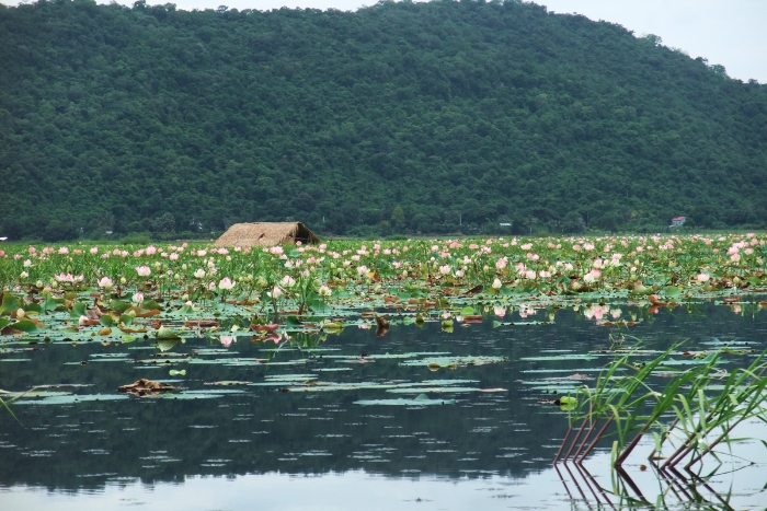 Le lac Kamping Puoy et ses vastes étendues de lotus géants