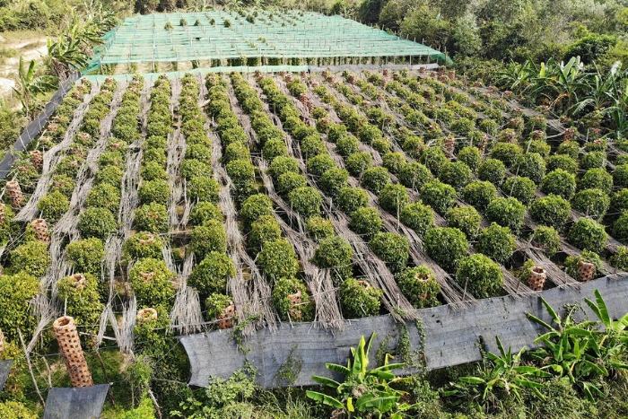 Les plantations de poivre à Kampot au Cambodge en avril